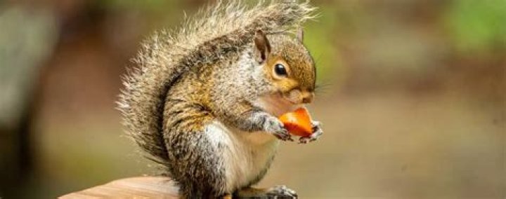 Do squirrels like avocado? - BlogInfo