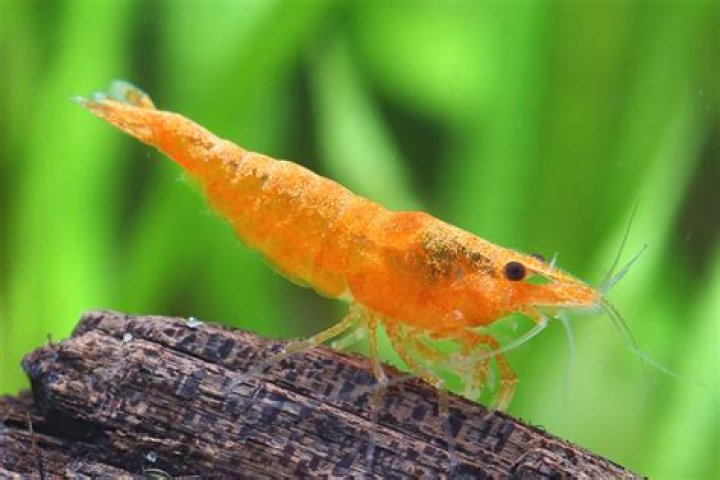 Ghost Shrimp's Appetite For Platy