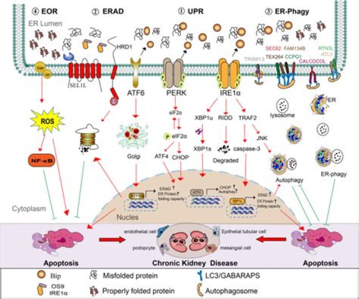 Is Marie Harf Pregnant? Unraveling Rumors And Exploring Implications