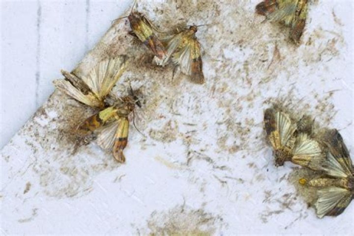 Pantry moths a major problem for some households
