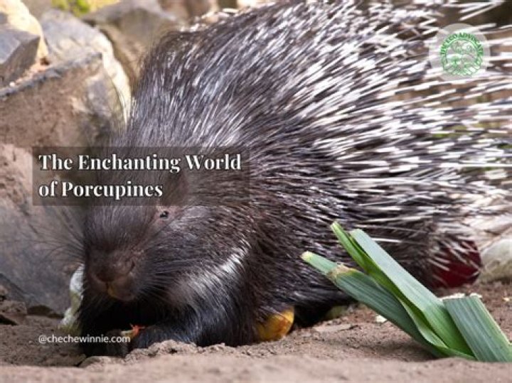 Unveiling The Enchanting World Of Orioles: Discoveries And Insights