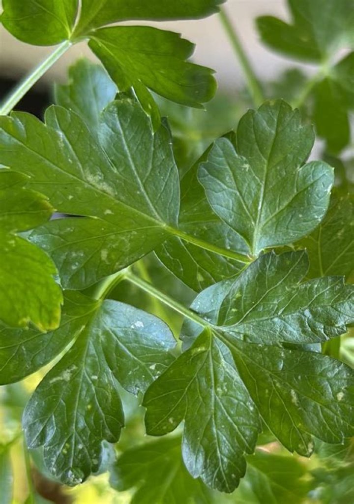 Why Your Parsley Plant Turns Yellow And How To Fix It